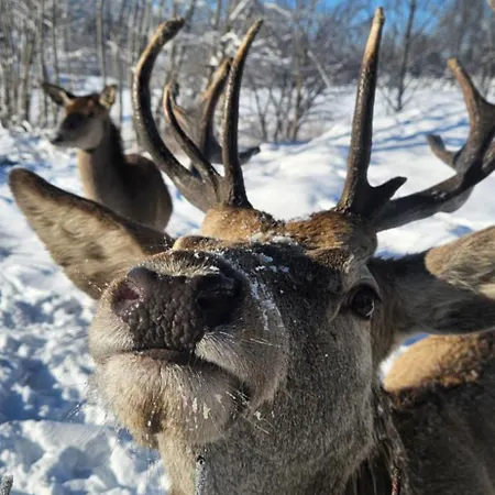 Pod Kozińcem Dom wakacyjny *